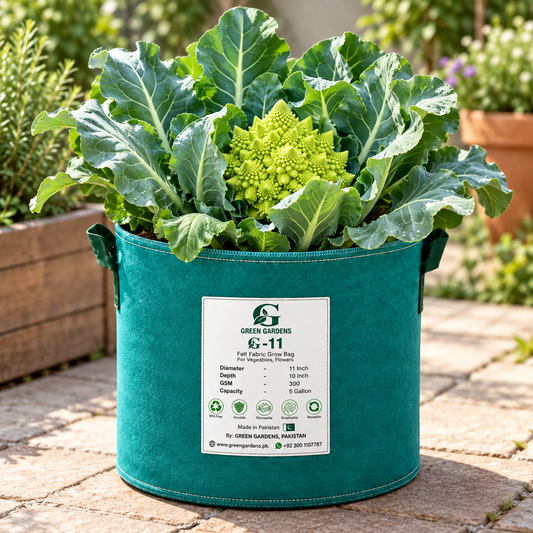 Romanesco Natalino Italian green cauliflower with a compact lime-green head featuring distinctive pointed spiral florets surrounded by healthy green leaves – winter vegetable seeds Pakistan