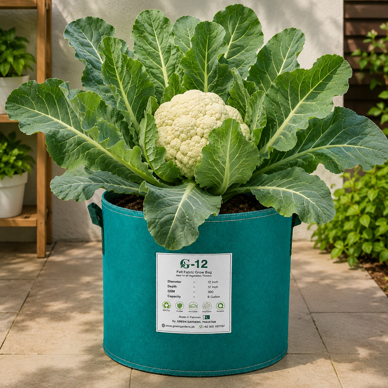 F1 Hybrid cauliflower plant with compact fresh head and green leaves – winter cauliflower seeds for home gardening in Pakistan