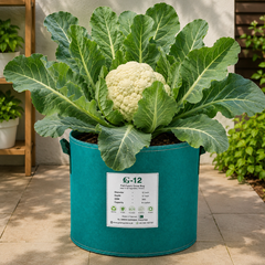 F1 Hybrid cauliflower plant with compact fresh head and green leaves – winter cauliflower seeds for home gardening in Pakistan