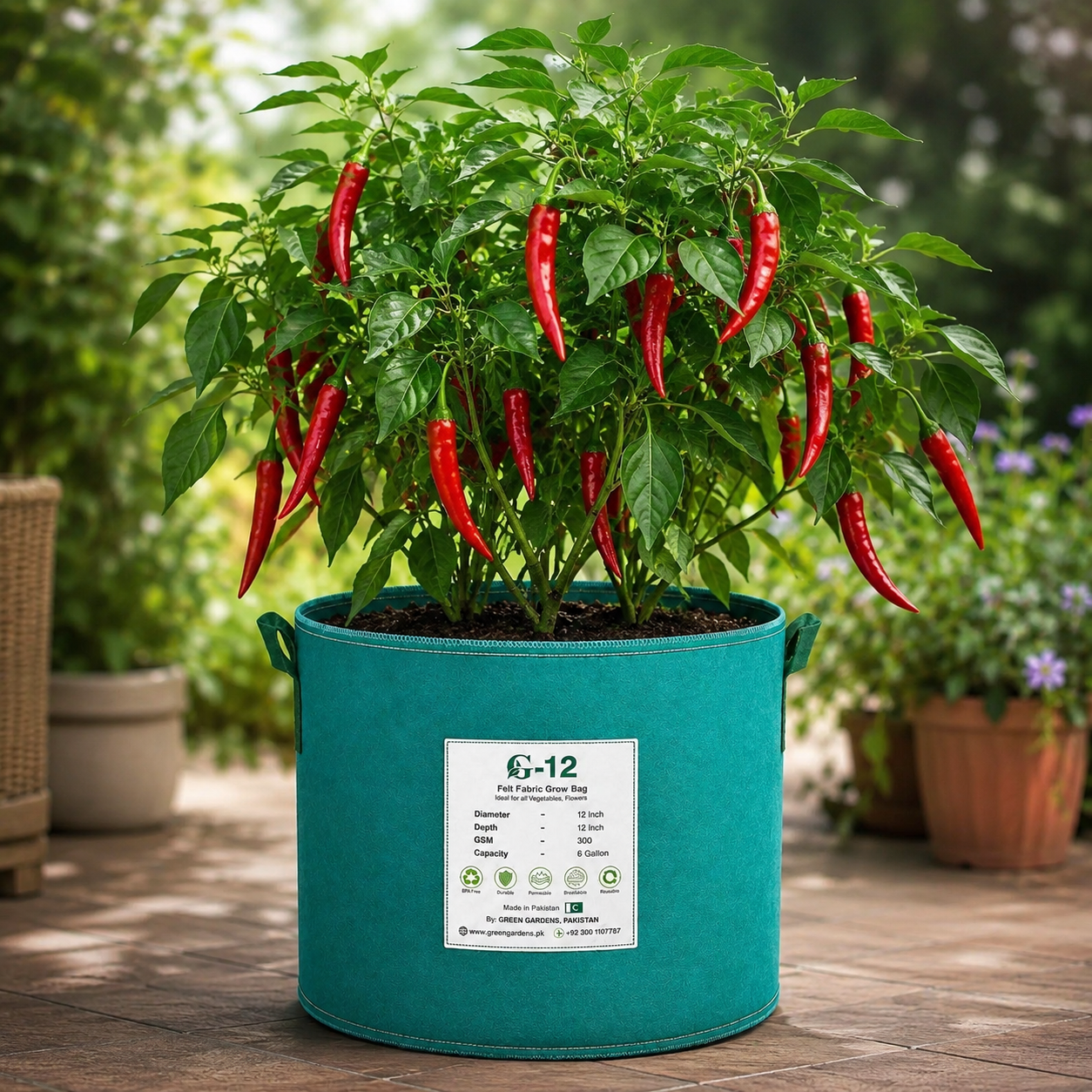 Cayenne pepper plant with long slender red hot chillies – chilli seeds for home gardening in Pakistan