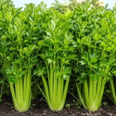 Celery F1 Hybrid Seeds (WINTER)