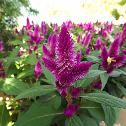 Celosia Argentea Seeds (Summer)(کلغہ)
