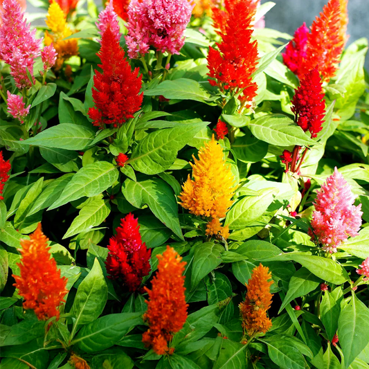 Celosia Plumosa Seeds (Summer)(کلغہ)