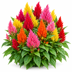Celosia plumosa with bright colourful feathery plume-shaped flowers – summer flower seeds for beds borders pots and grow bags in Pakistan