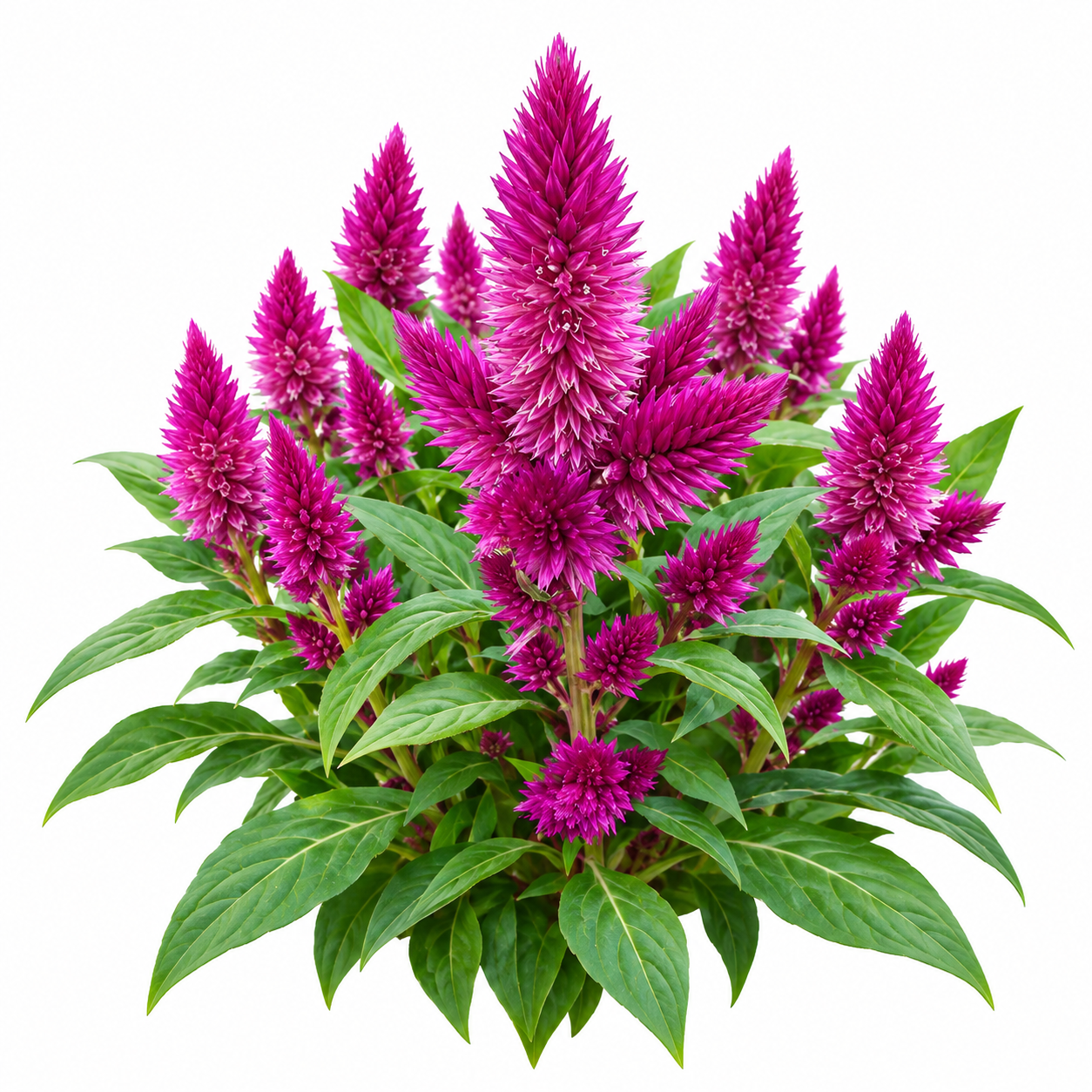 Celosia argentea with bright colourful upright flower spikes – summer flower seeds for beds borders pots and grow bags in Pakistan