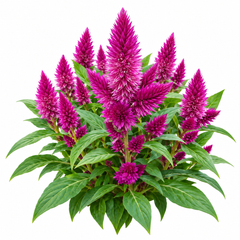 Celosia argentea with bright colourful upright flower spikes – summer flower seeds for beds borders pots and grow bags in Pakistan