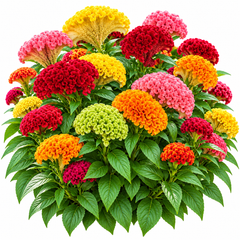 Celosia cristata Cockscomb with colourful velvety crested rooster-comb shaped flowers – summer flower seeds for beds pots and grow bags in Pakistan