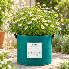 Chamomile plant growing in GREEN GARDENS G-11 felt fabric grow bag – 5 Gallon