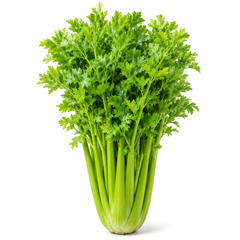 Celery F1 Hybrid Seeds with fresh green celery stalks and aromatic leaves in Pakistan