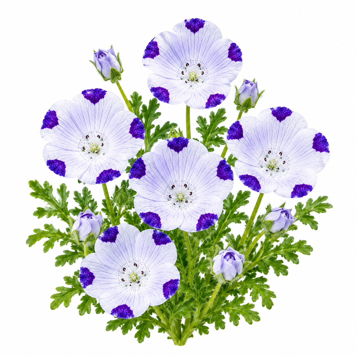 Nemophila maculata Seeds – Five Spot Flower Seeds Pakistan (WINTER)