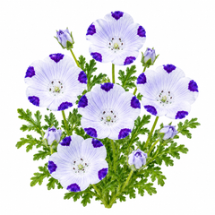 Nemophila maculata Seeds – Five Spot Flower Seeds Pakistan (WINTER)
