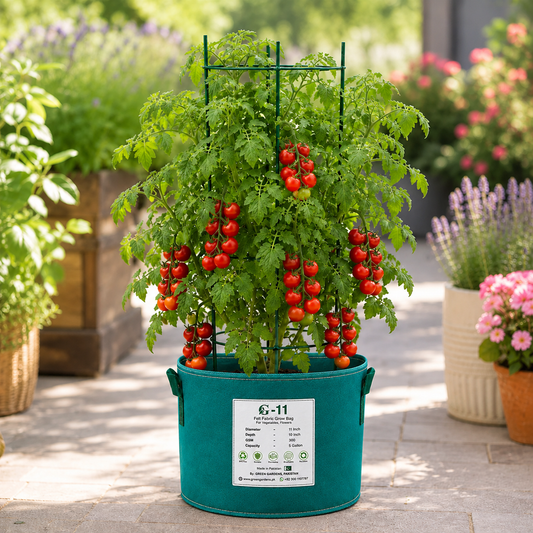 Cherry Vine Tomato Seeds - Red Indeterminate (20 Seeds) {WINTER} چیری ٹماٹر لال- بیل والا