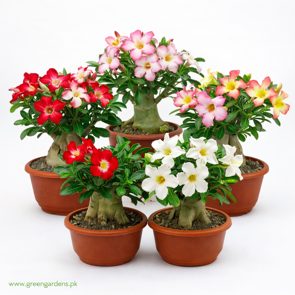 Adenium Obesum Seeds - Mix (SUMMER) 
{Pack of 5 Seeds}