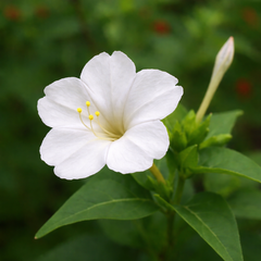 4′ O Clock , Mirabilis Jalapa Seeds (White) گلِ عباسی