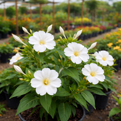 4′ O Clock , Mirabilis Jalapa Seeds (White) گلِ عباسی