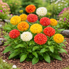 Gaillardia Sundance Seeds - Double (Dwarf Mix) {Blanket Flower}