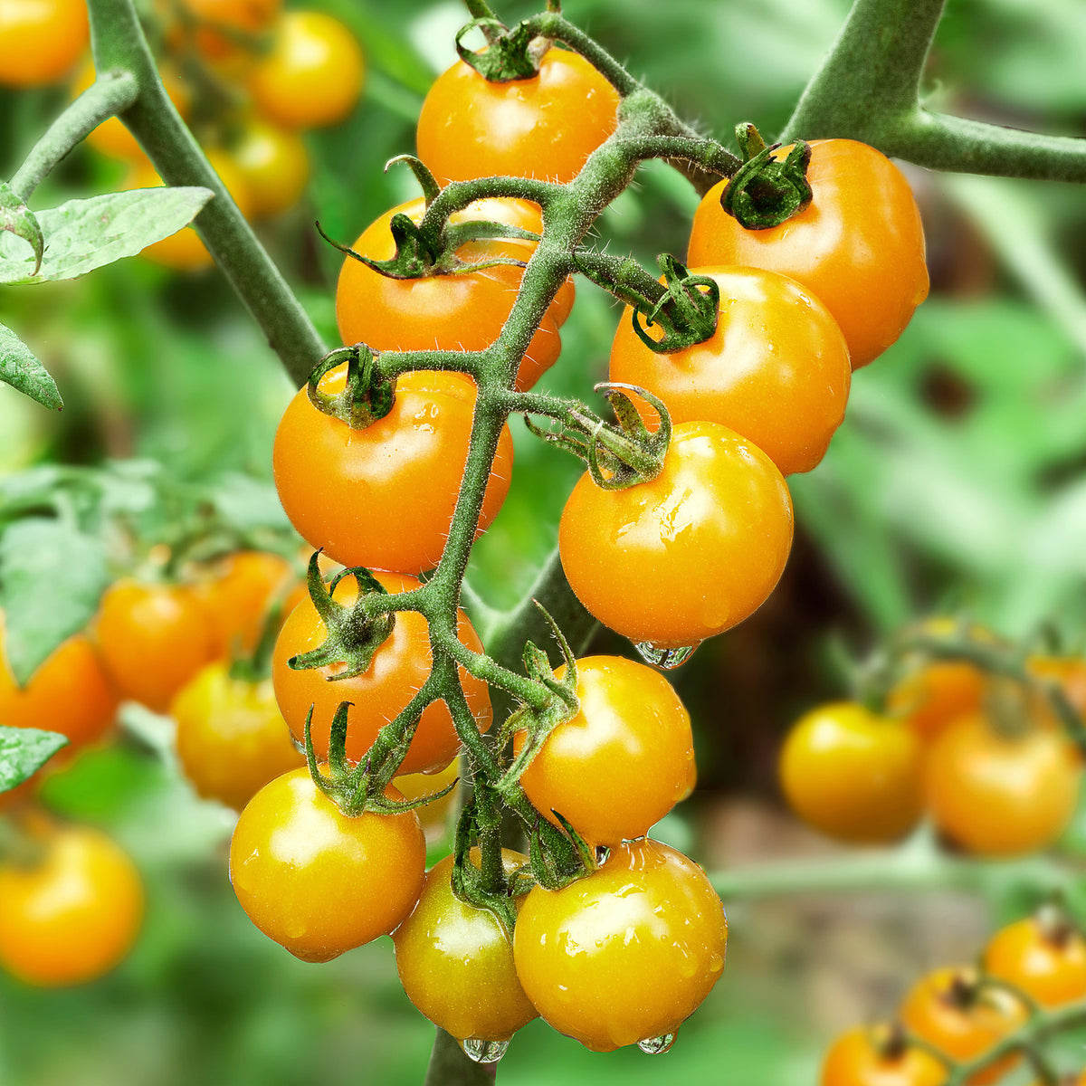 Cherry Tomato – Yellow {WINTER}