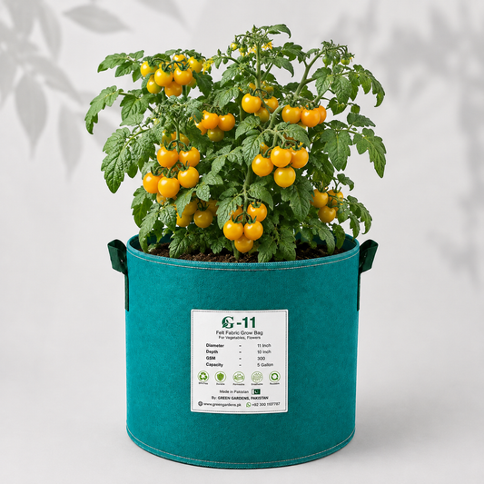 Cherry Tomato – Yellow Determinate (WINTER)