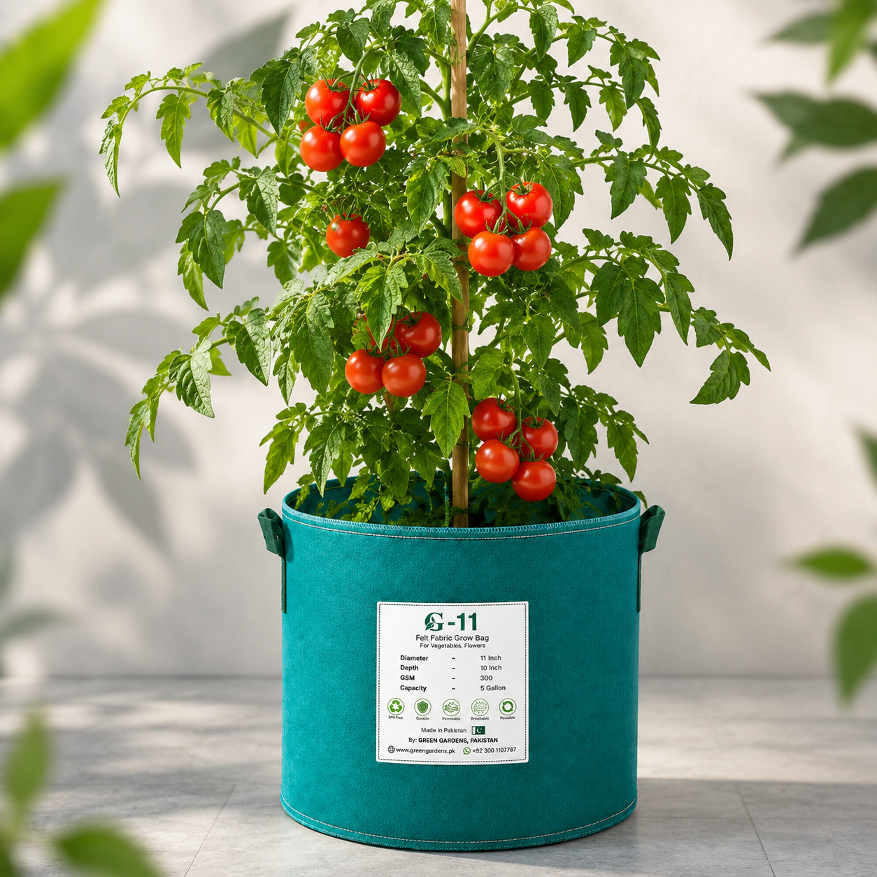 Red cherry tomatoes growing in clusters on a healthy determinate tomato plant – summer and winter vegetable seeds for home gardening in Pakistan