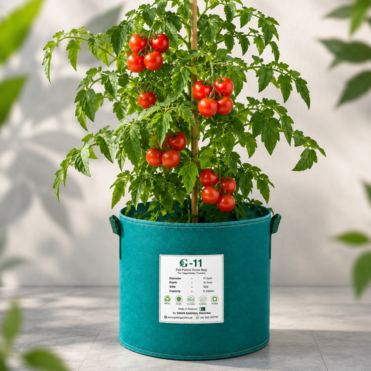 Red cherry tomatoes growing in clusters on a healthy determinate tomato plant – summer and winter vegetable seeds for home gardening in Pakistan