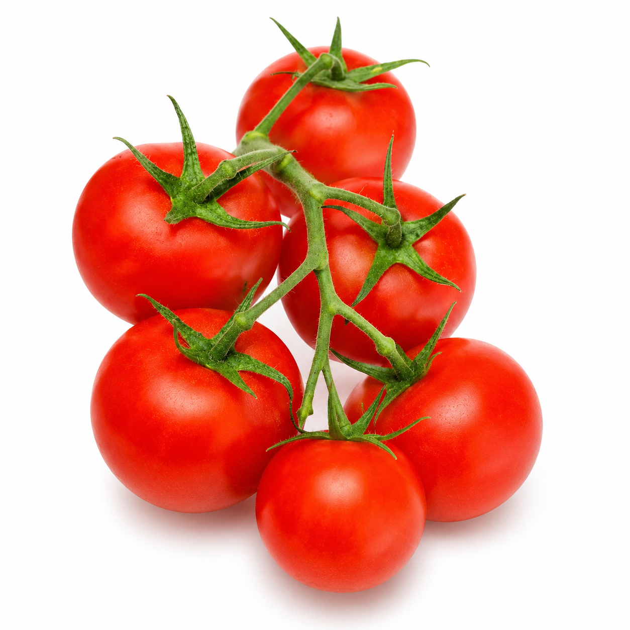 Red cherry tomatoes growing in clusters on a healthy determinate tomato plant – summer and winter vegetable seeds for home gardening in Pakistan