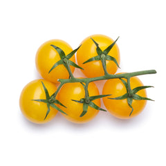 Yellow Cherry Tomato Determinate plant with ripe bright yellow cherry tomatoes