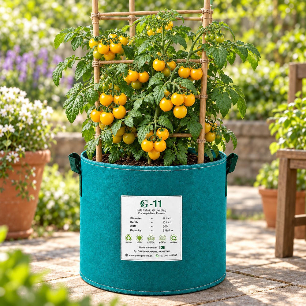 Yellow Cherry Tomato Determinate plant with ripe bright yellow cherry tomatoes