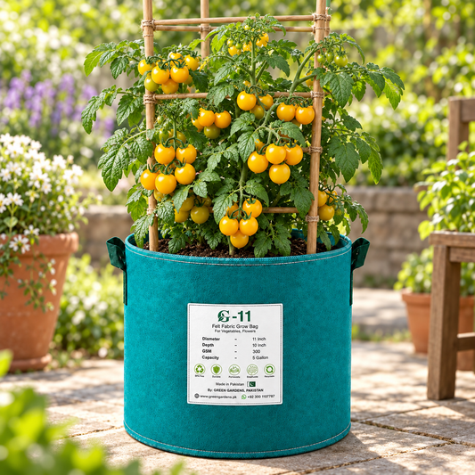 Yellow Cherry Tomato Determinate plant with ripe bright yellow cherry tomatoes