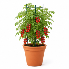 Cherry Vine Tomato Seeds - Red Indeterminate (20 Seeds) {WINTER} چیری ٹماٹر لال- بیل والا