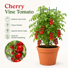 Cherry Vine Tomato Seeds - Red Indeterminate (20 Seeds) {WINTER} چیری ٹماٹر لال- بیل والا