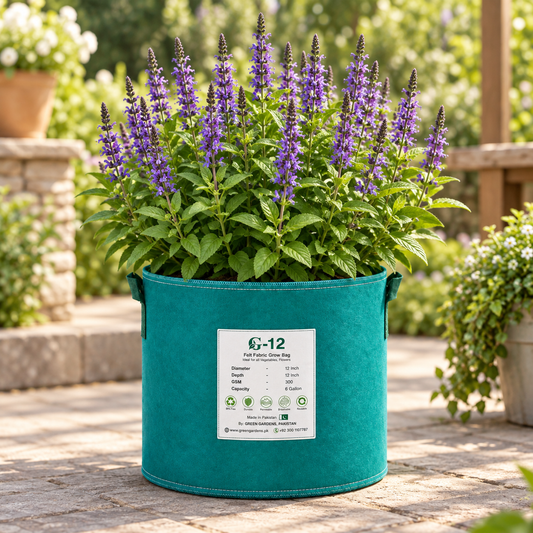 Chia Salvia hispanica plants with green foliage and purple flower spikes producing edible chia seeds – winter seed crop for home gardens in Pakistan