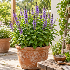 Chia Salvia hispanica plants with green foliage and purple flower spikes producing edible chia seeds – winter seed crop for home gardens in Pakistan