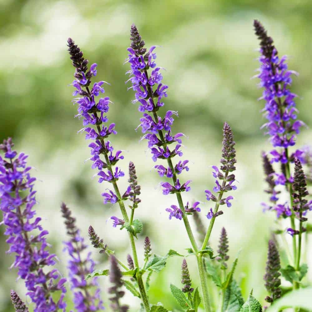 Chia Seeds (Salvia hispanica) {WINTERS}