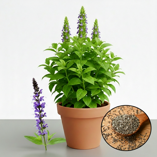 Chia Seeds (Salvia hispanica) {WINTERS}