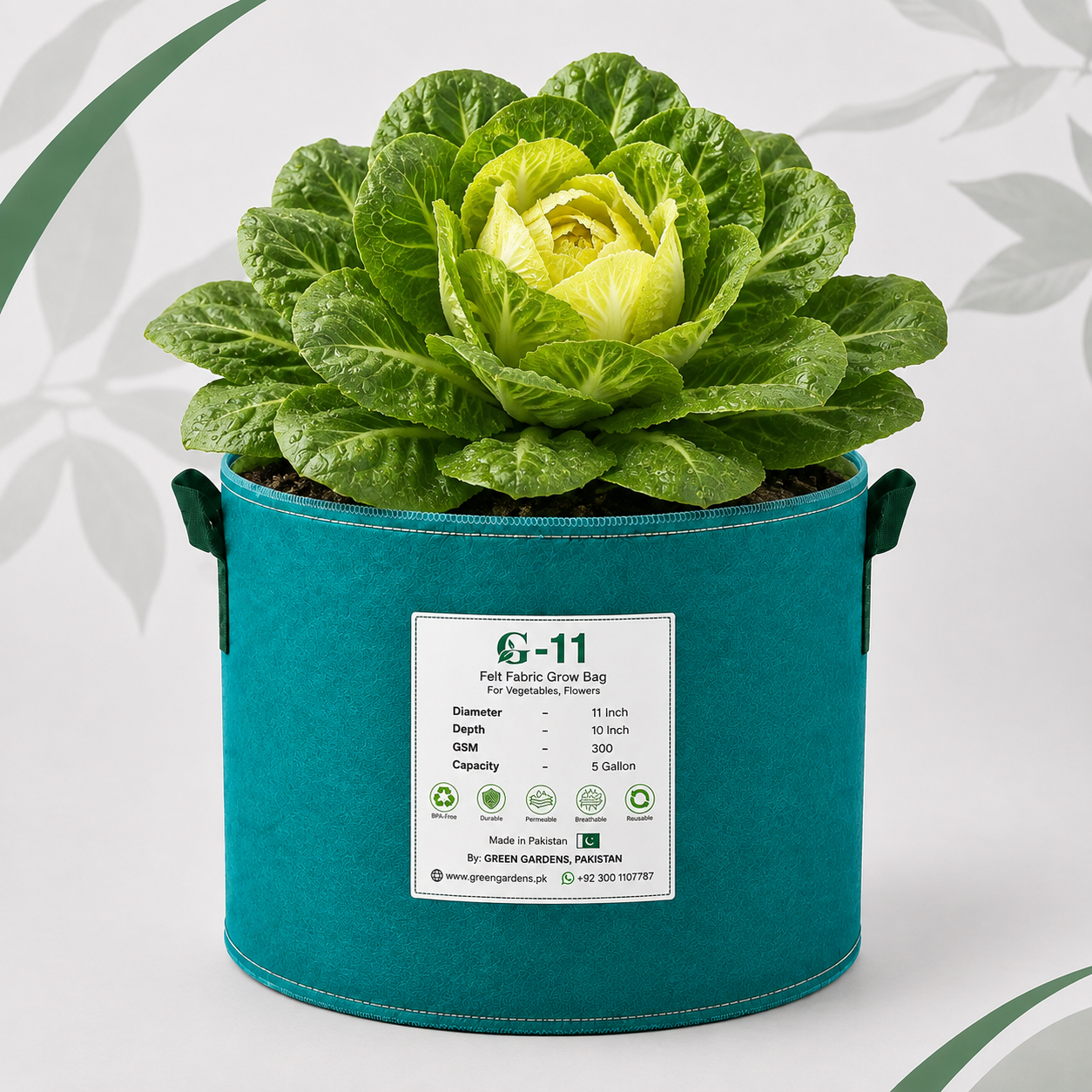 Fresh green Chicory Achichoria leaves – winter leafy vegetable seeds for salads and home gardening in Pakistan