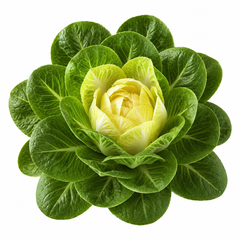 Fresh green Chicory Achichoria leaves – winter leafy vegetable seeds for salads and home gardening in Pakistan