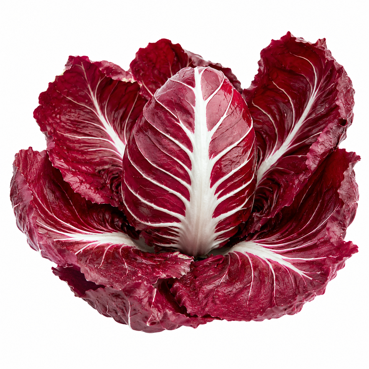 Red Chicory Rossa Radicchio with burgundy leaves and pale veins – winter salad vegetable seeds for home gardening in Pakistan