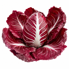 Red Chicory Rossa Radicchio with burgundy leaves and pale veins – winter salad vegetable seeds for home gardening in Pakistan
