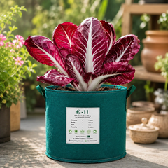 Red Chicory Rossa Radicchio with burgundy leaves and pale veins – winter salad vegetable seeds for home gardening in Pakistan