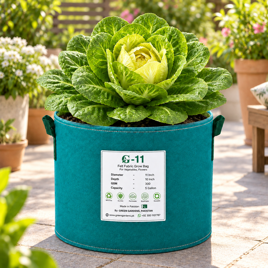 Fresh green Chicory Achichoria leaves – winter leafy vegetable seeds for salads and home gardening in Pakistan