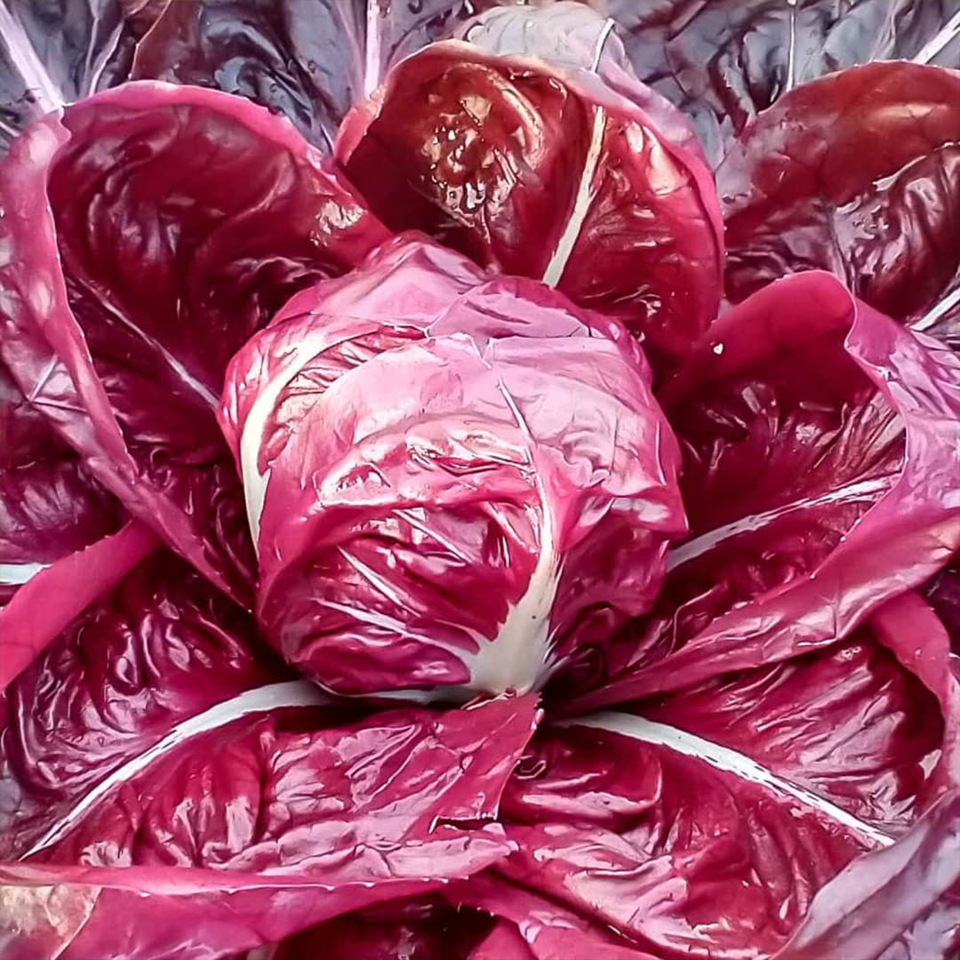 Chicory Rossa (Radicchio) Seeds – Italian Red Salad Greens-2