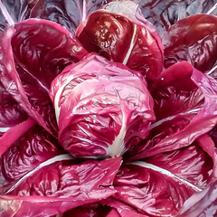 Chicory Rossa (Radicchio) Seeds – Italian Red Salad Greens-2