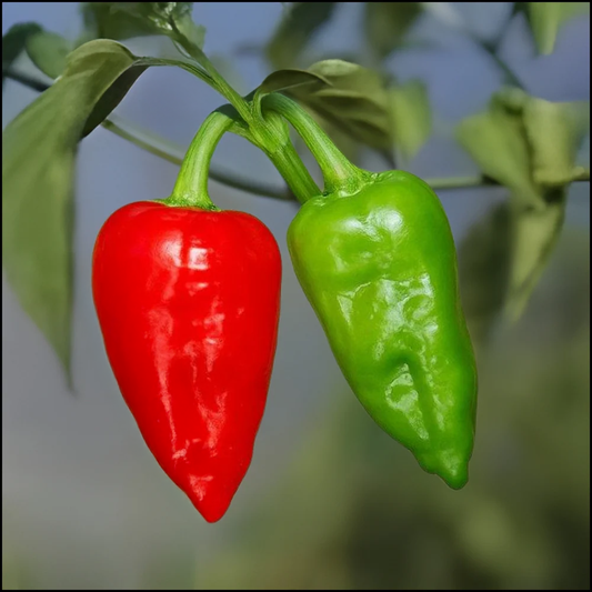 Ghotki Chili Seeds (گھوٽکی مرچ) – Premium Local Variety {WINTER}