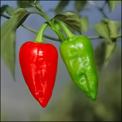 Ghotki Chili (گھوٽکی مرچ) – Premium Local Variety {WINTER}