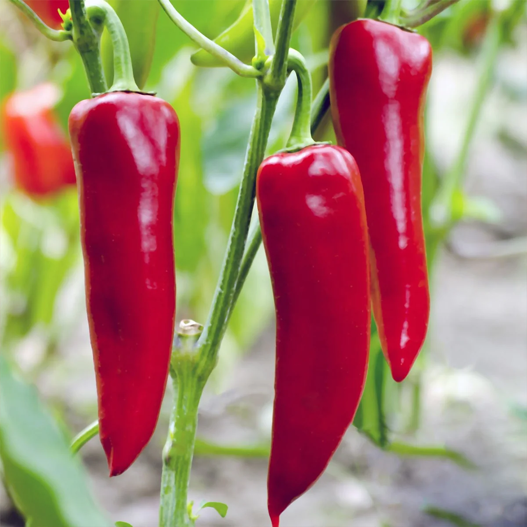Red Chilli (7-8 inch Long) {WINTER}- لال مرچ