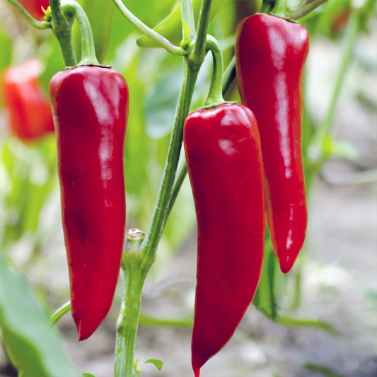 Red Chilli (7-8 inch Long) {WINTER/ SUMMER} لال مرچ