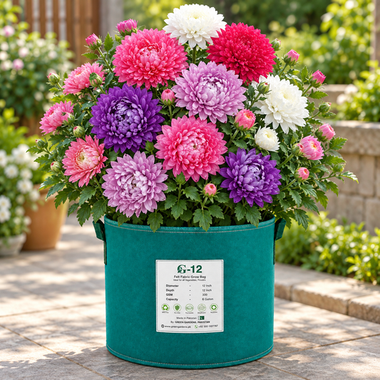 China Aster Dwarf Milady Mix with large double chrysanthemum-like flowers in pink purple lilac red and white – compact winter flowering plants for pots and grow bags Pakistan
