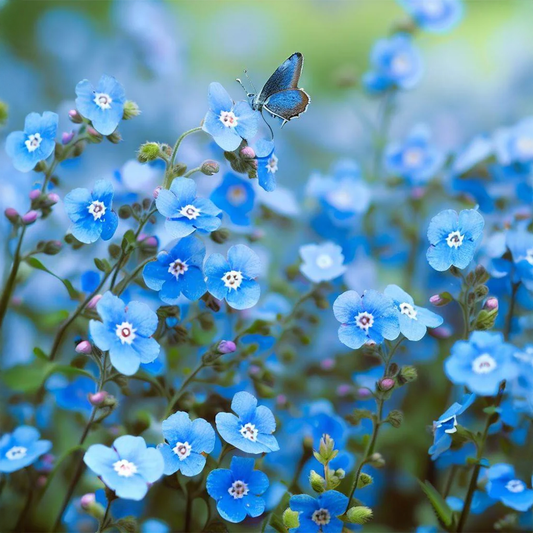 ChineseForget-me-not 1 GREEN GARDENS