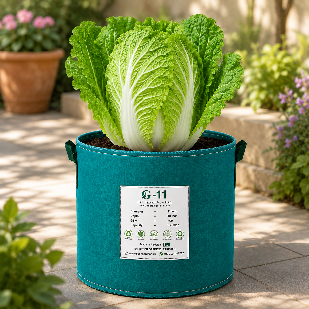 Fresh F1 Hybrid Chinese Napa Cabbage with crisp pale-green leaves and white ribs – winter vegetable seeds for home gardening in Pakistan