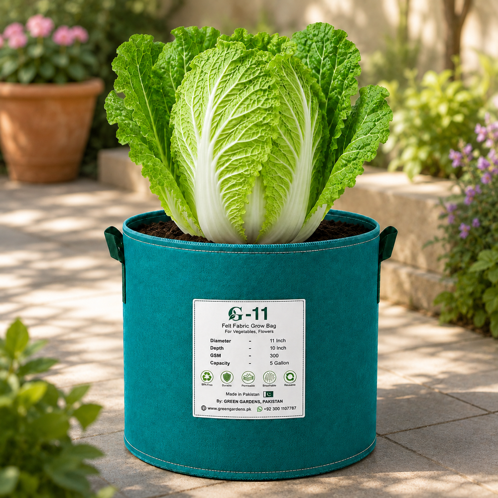 Fresh F1 Hybrid Chinese Napa Cabbage with crisp pale-green leaves and white ribs – winter vegetable seeds for home gardening in Pakistan